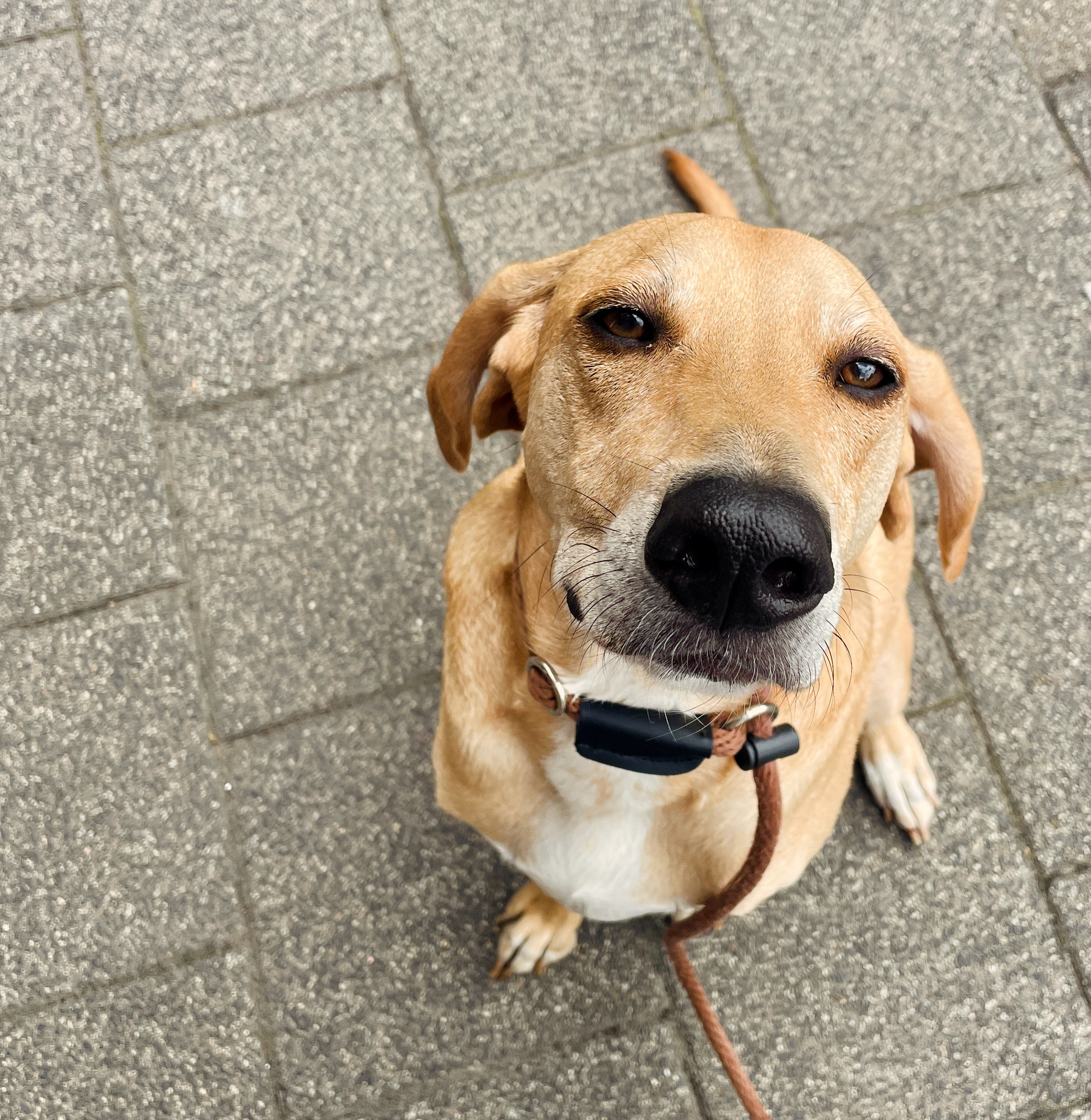 Foto van onze hond Mack die op straat zit en lief opkijkt